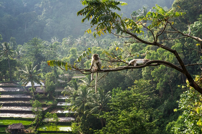 macaque (Macaca fascicularis) in rainforest sitting on tree in Senaru, Lombok, Indonesia