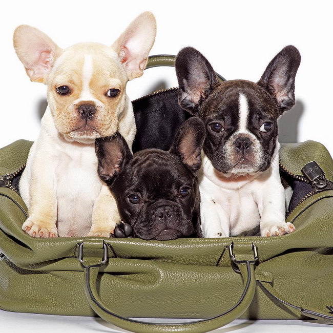 Chiến dịch chụp hình cún cưng trong túi Coach tạo nên hiệu ứng lan tỏa thương hiệu trong giới trẻ.