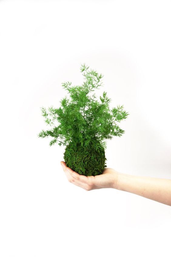 Hoạt động làm quả cầu rêu Kokedama tại workshop Mind Body Spirit