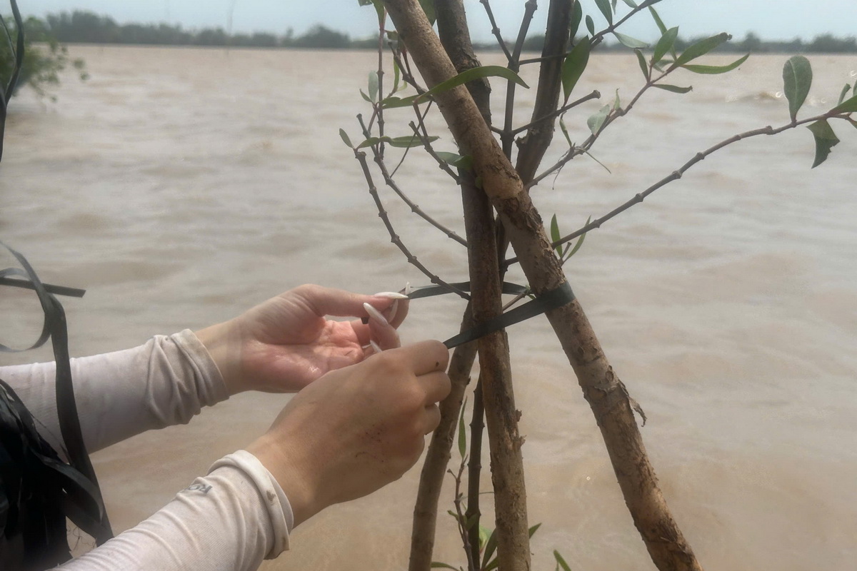 Phủ xanh cồn Hưng Long