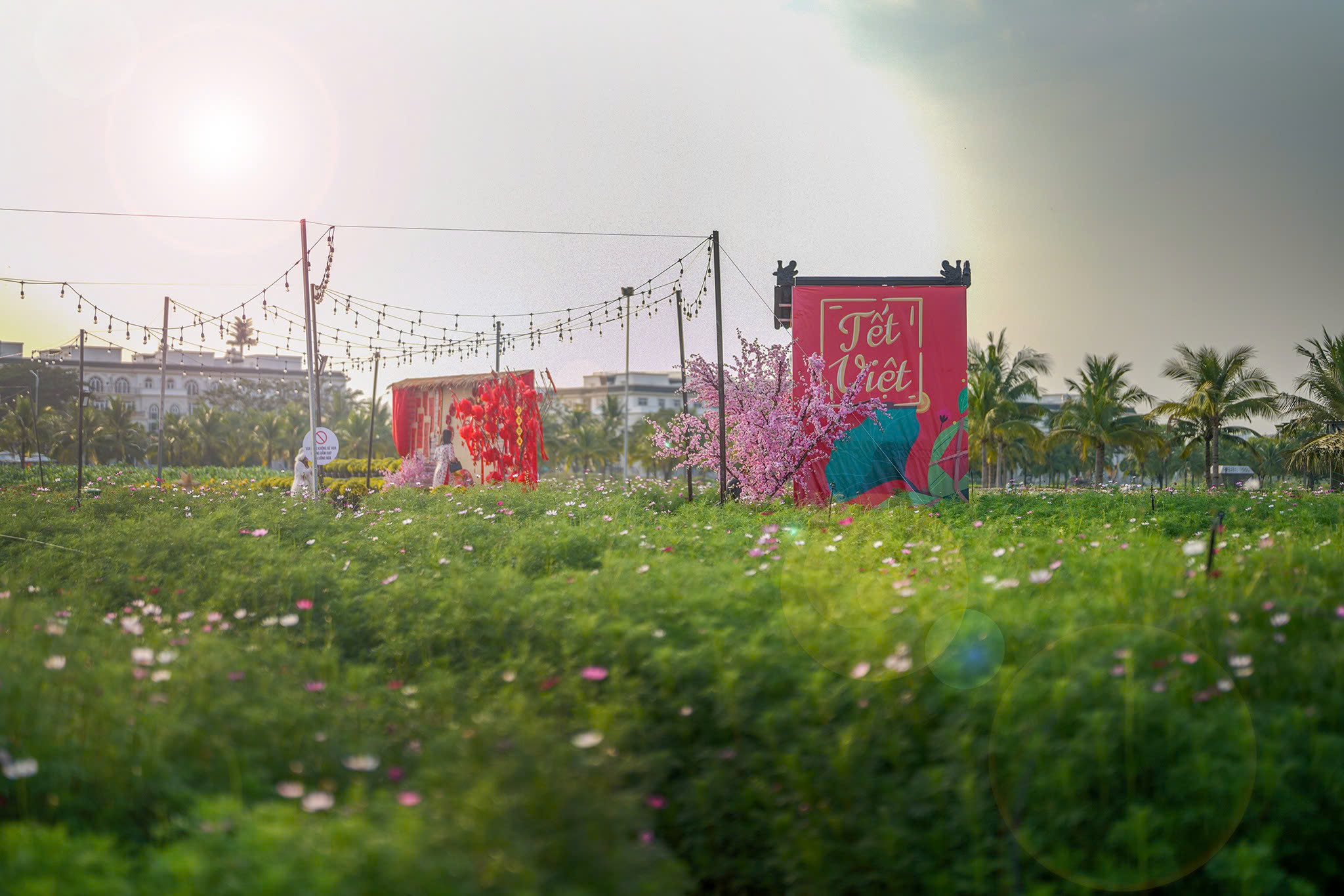 Rực rỡ sắc vàng, mùa xuân hiện đại giữa cánh đồng hoa Vạn Phúc.