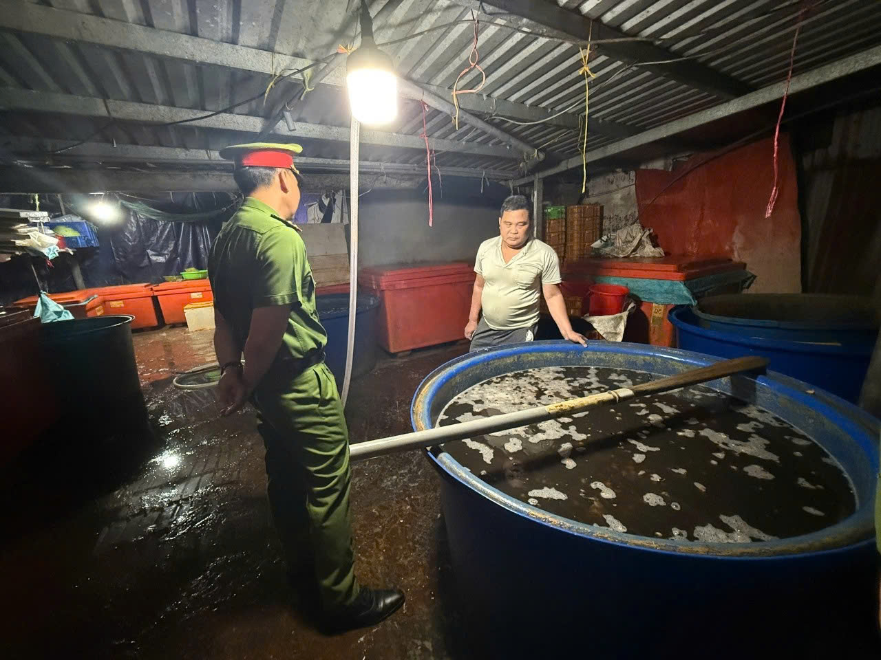 ốc bươu ngâm hóa chất